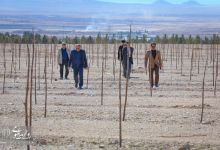 گزارش تصویری |  آیین غرس نهال و تجلیل از پرسنل زحمتکش فضای سبز و باغبانی دانشگاه صنعتی شاهرود 